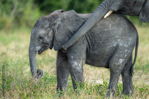 Photography African bush elephant wraps trunk round baby
