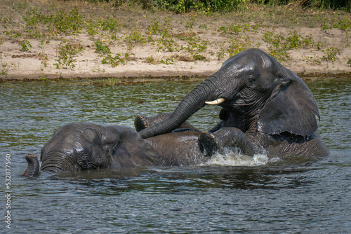 African elephant climbs over another in river