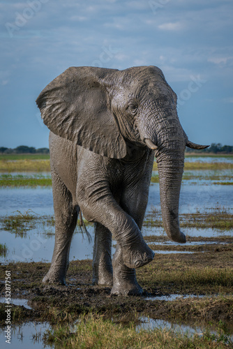African elephant covered in mud lifting foot