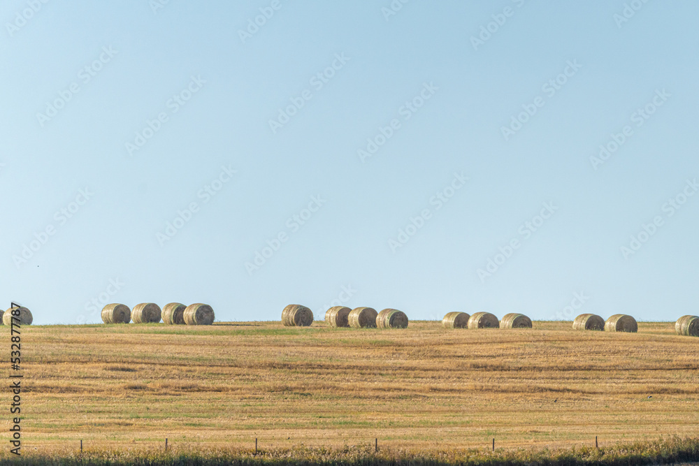 Obraz premium Bales of Hay lined up on a Alberta farm field