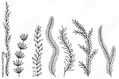 Leafs plants hand draw vector. Drawing beautiful creeper leaf, decorative set	