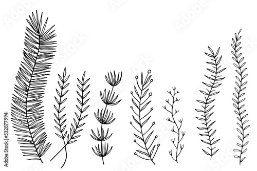 Leafs plants hand drawn vector. Drawing beautiful creeper leaf, decorative set	