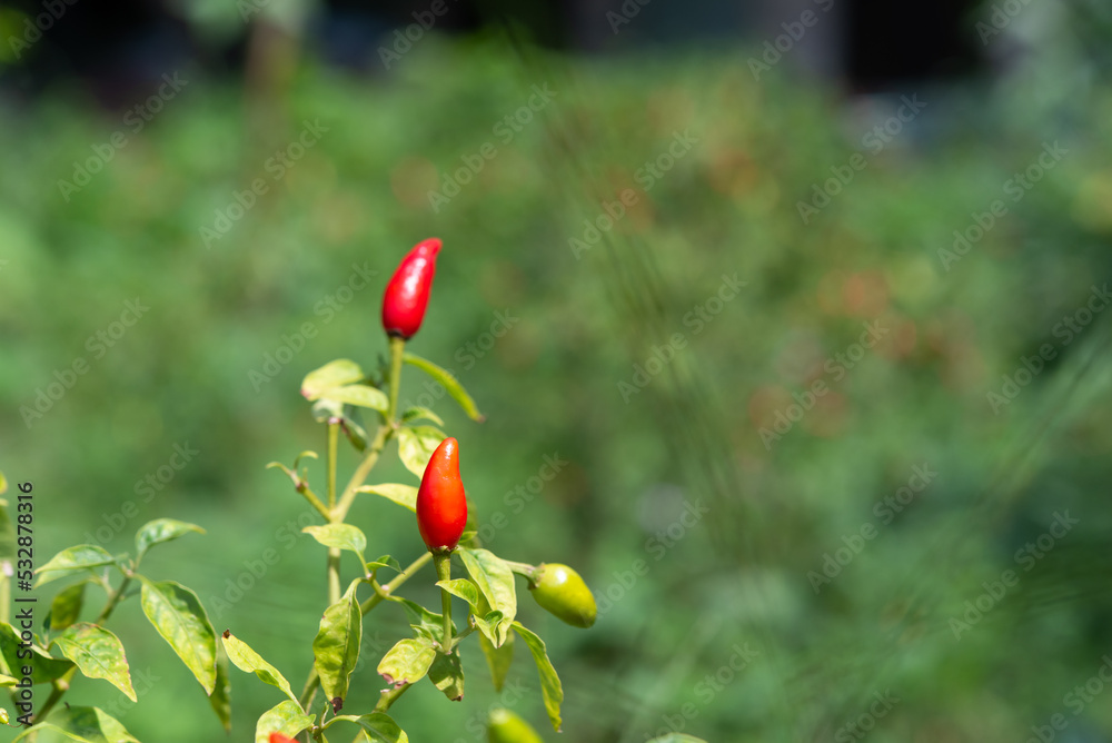 Chilli peppers or red and green chilies in farm