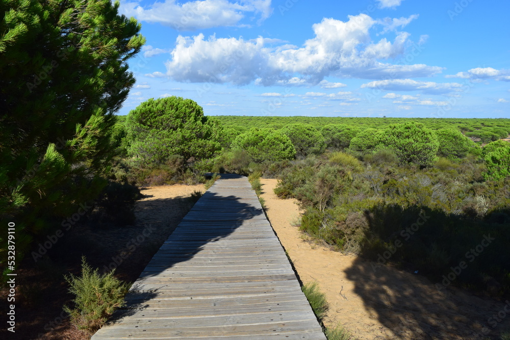 beach walkway, path, landscape, beach, boardwalk, water, sea, bridge, sky, wooden, ocean, horizon, wood, nature, travel, sand, summer, island, tropical, way, coast, maldives, green, dune