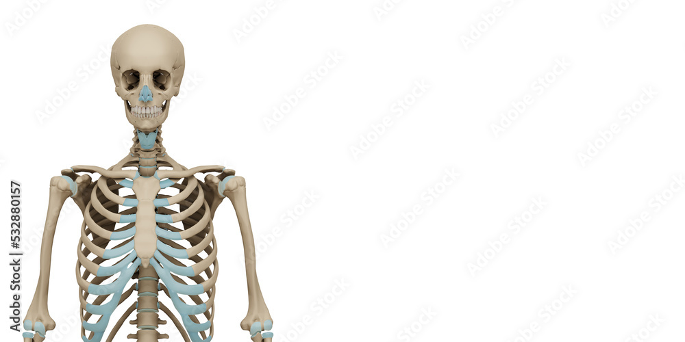 3d rendered medically accurate illustration of a human skeleton. Transparent background. 3D illustration.