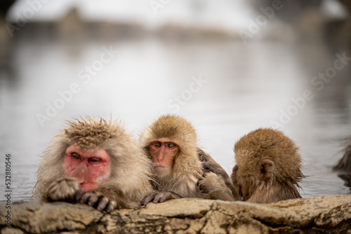 Snowmonkeys bathing and grooming in hot spring Japan