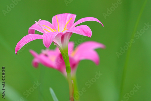 Pink rain lily flower on green natural background.