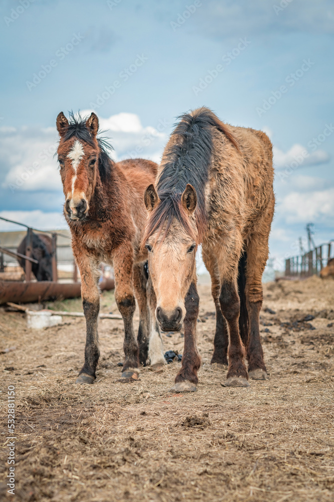 Fototapeta premium Beautiful thoroughbred horses on a farm on a sunny day.