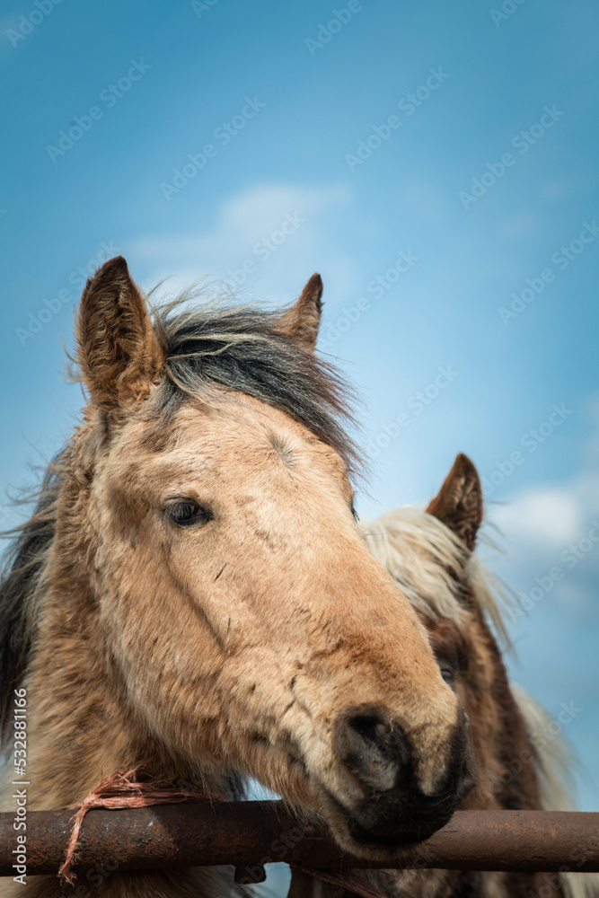 Beautiful thoroughbred horses on a farm on a sunny day. Beautiful thoroughbred horses on a farm on a sunny day.