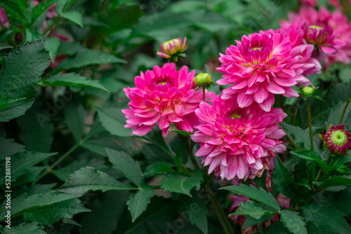 Pink dahlias blooming in botanical garden.
