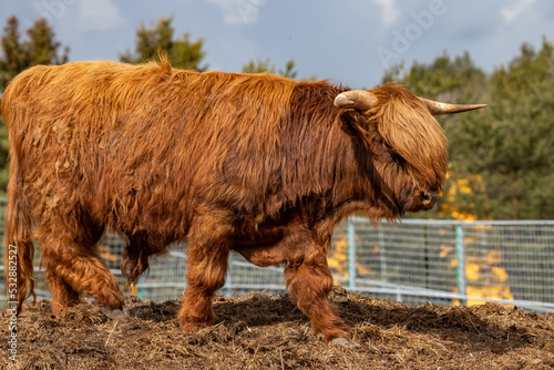 The Scottish Highland cow breed. Highland breed. Highland cattle.