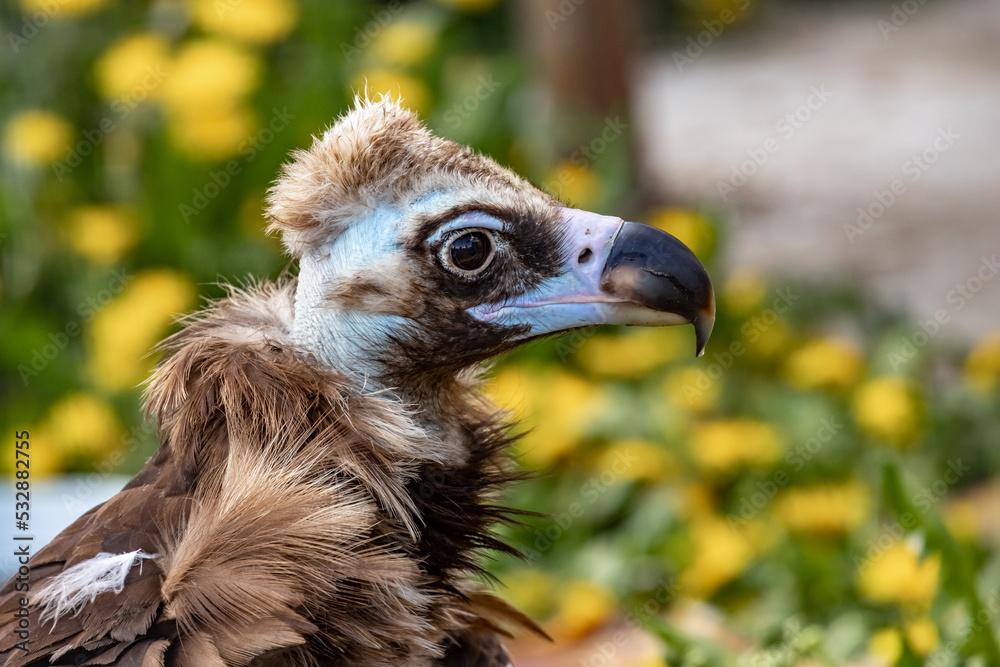 Black vulture. Brown vulture. Aegypius monachus. Black vulture. Brown vulture. Aegypius monachus.