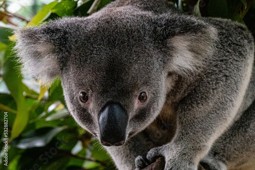 close up of koala looking in camera