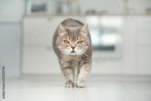 Fotografie Cat is sneaking
