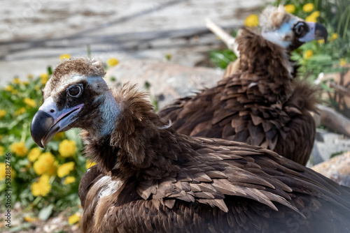 Black vulture. Brown vulture. Aegypius monachus.