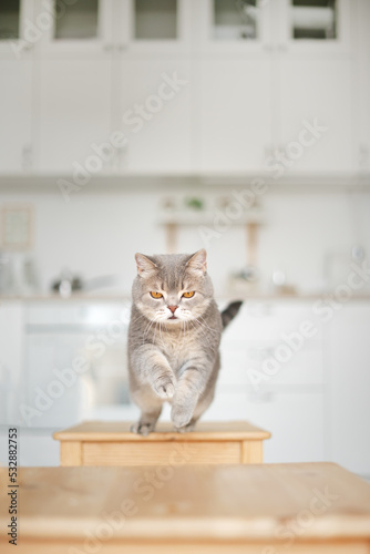 Scottish cat jumping