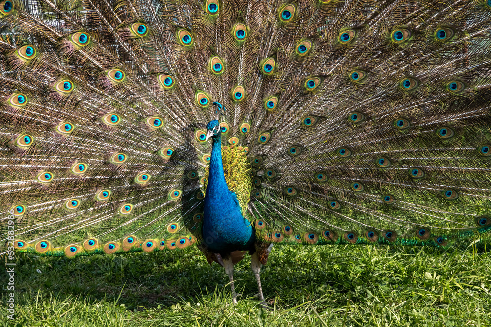 Naklejka premium Peacock. indian peacock. An ordinary peacock. Pavo cristatus.