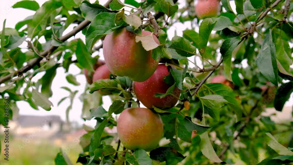 Harvest of apples in the garden on a tree. Selective focus.