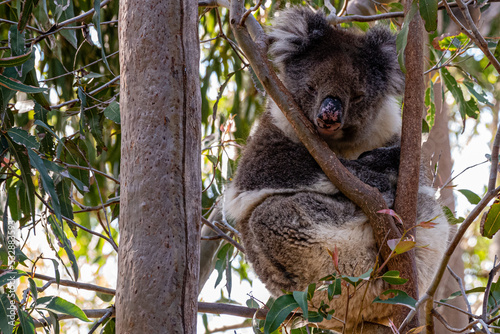 sleepy koala sitting in tree closeup