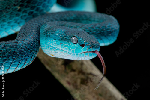 Close up shot of female blue white lipped Island pit viper snake Trimeresurus insularis with black background 