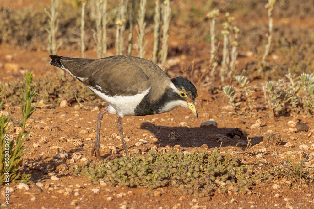 Banded Lapwing in South Australia