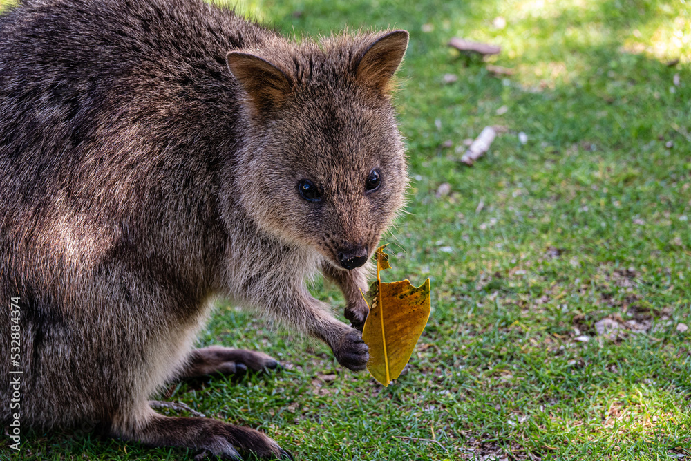 cute quokka holding and eating leaf