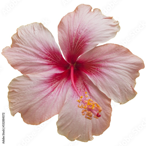 hibiscus flower pink isolated on a white background 