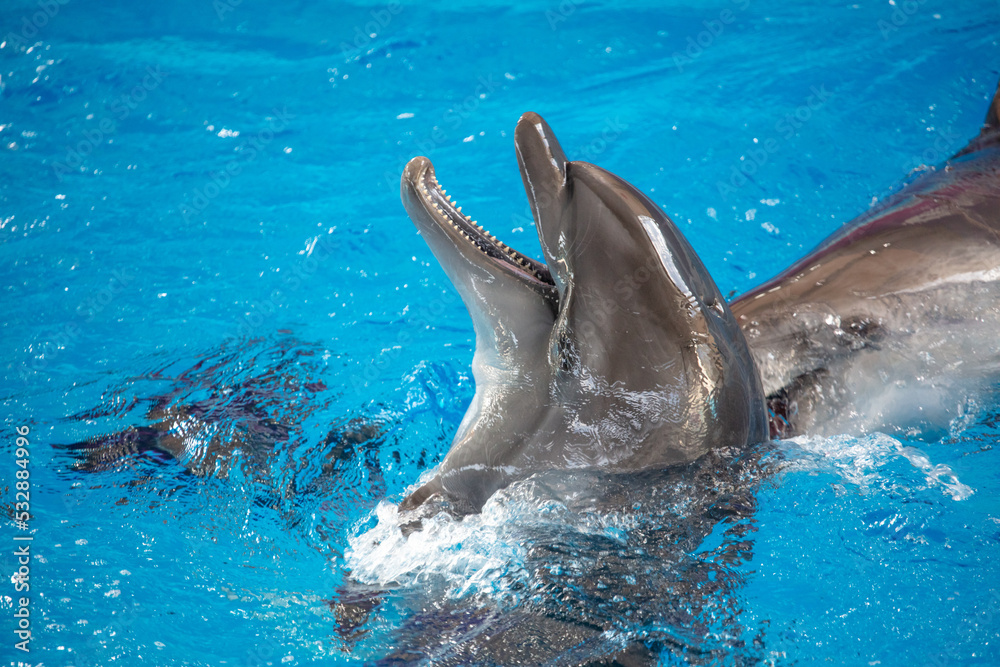 Obraz premium Portrait of a dolphin in the pool.