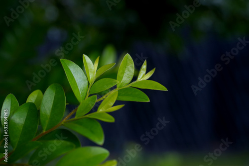 Background of green leaves of a tree