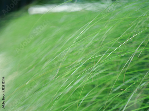 Green reed
