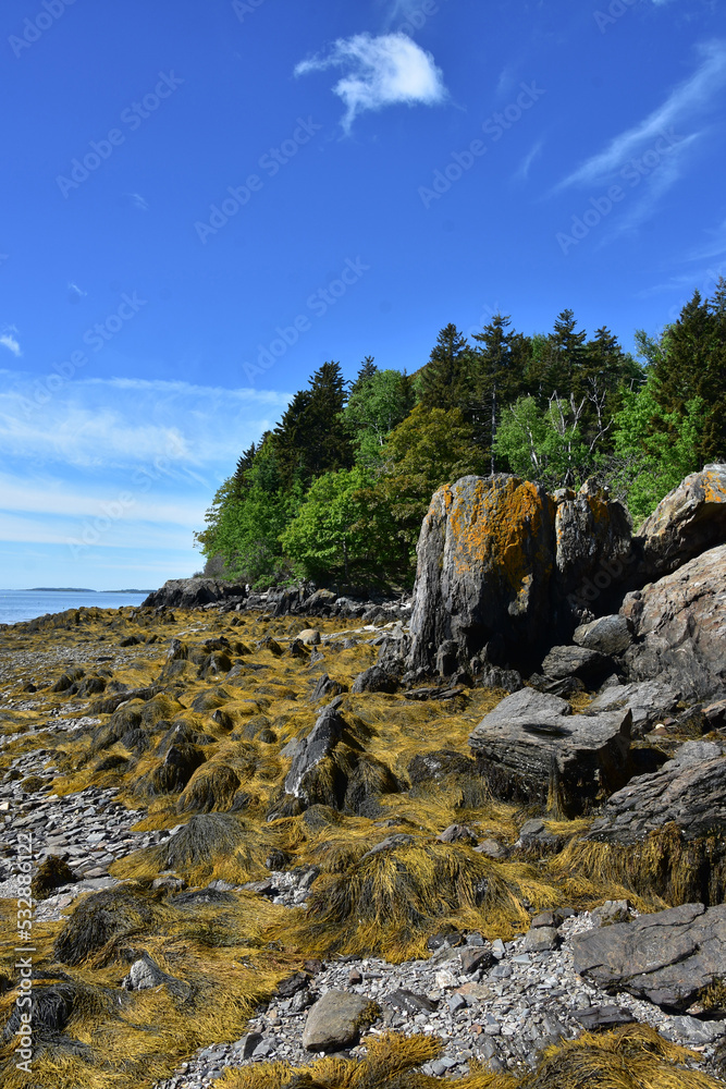 Beautiful Landscape with Rocks and Seaweed in Maine