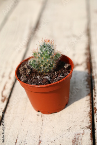 Mammillaria elongata kaktus