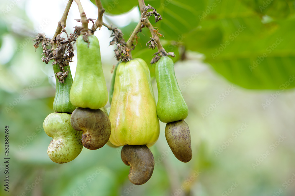 Young cashew apple fruits are hanging on branch. Concept : economic and export agricultural crops in Thailand. Summer fruits that can be processed to food industry. 