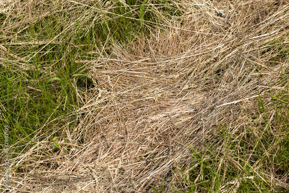 Drying of grass for obtaining and storing hay Drying of grass for obtaining and storing hay