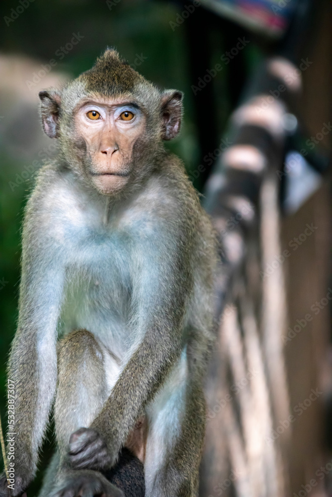 The wild crab-eating macaque (Macaca fascicularis) in khao kheow zoo Thailand.
A primate native to Southeast Asia 
It has a long history alongside humans, the subject of medical experiments.