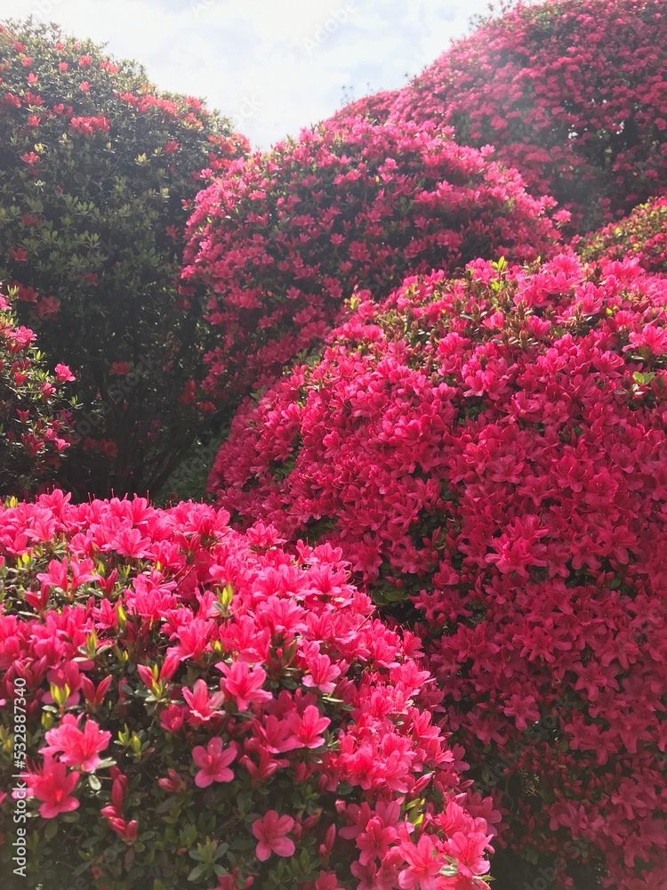 Rhododendron Festival in Okaya City, Japan Rhododendron Festival in Okaya City, Japan