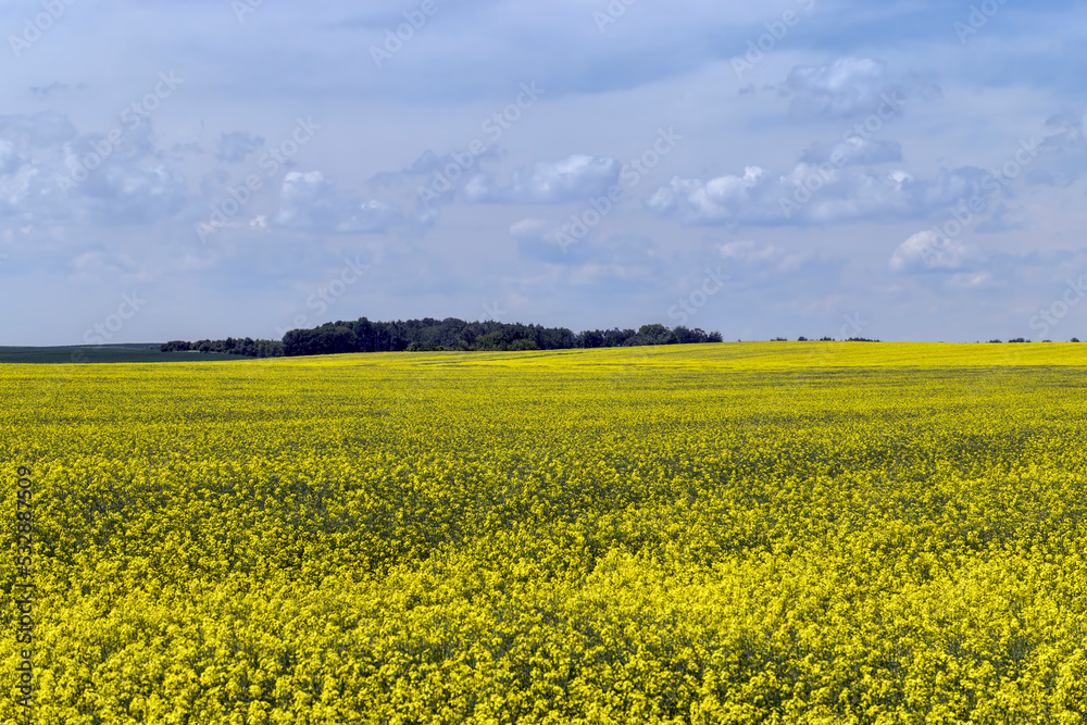 Yellow-flowering rapeseed in the summer Yellow-flowering rapeseed in the summer