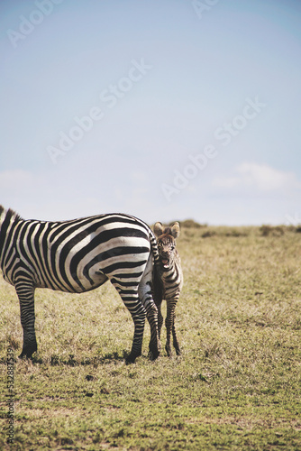 Das Zebra inkl. Baby