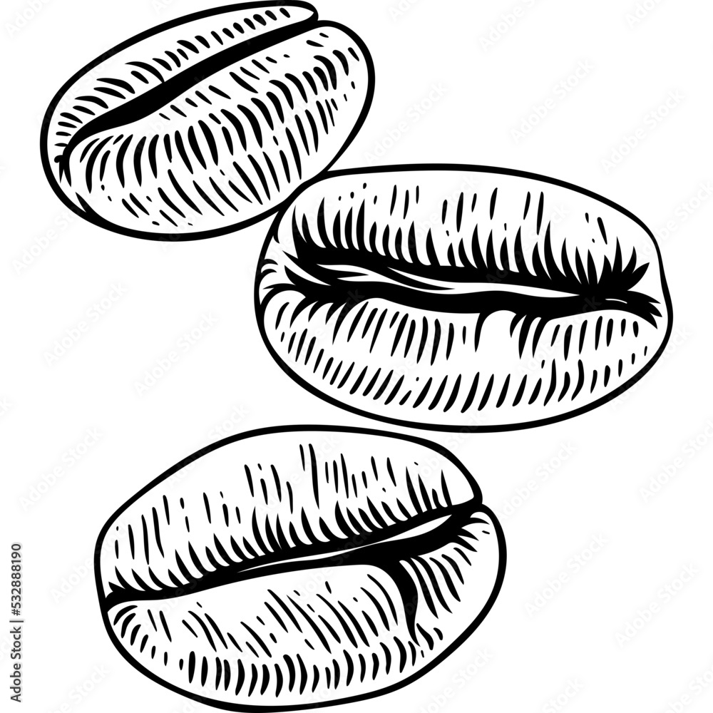 Beans Sketch PNG Transparent Images Free Download | Vector Files | Pngtree