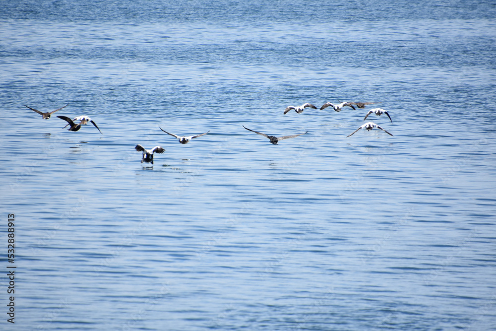 Cormorants Taking Off Over the Water in the Summer Cormorants Taking Off Over the Water in the Summer