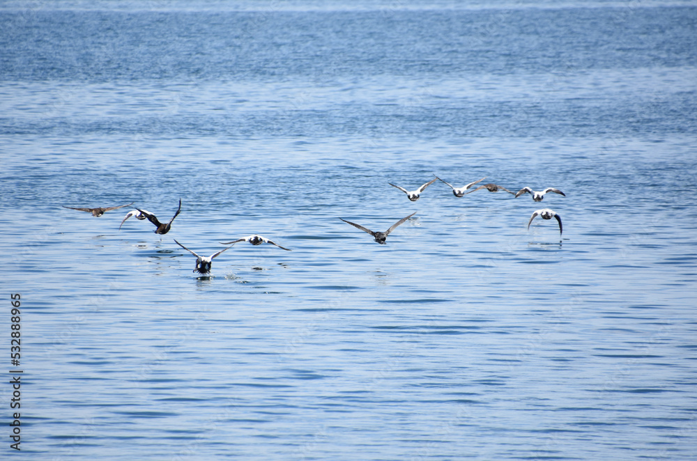Cormorants in Formation Over the Waters Surface