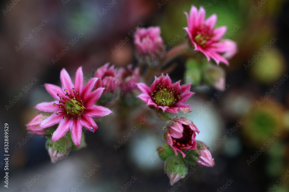 Sempervivum Zuckerwatte Rojnik Sempervivum Zuckerwatte Rojnik