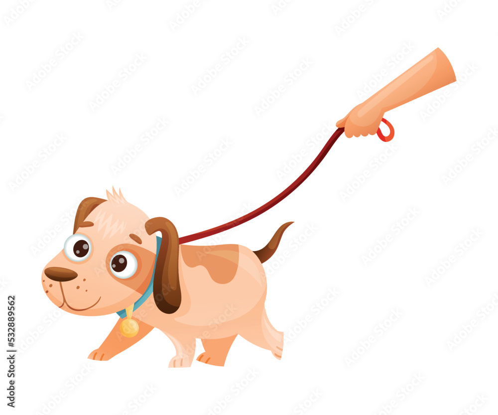 Fototapeta premium Cute Dog as Domestic Pet Walking on Leash Vector Illustration
