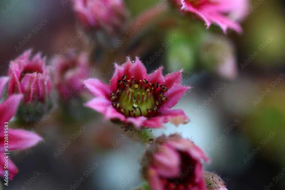 Rojnik Wata cukrowa Sempervivum Zuckerwatte Rojnik Wata cukrowa Sempervivum Zuckerwatte