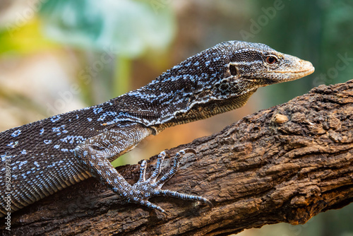 a blue-spotted tree monitor (Varanus macraei) on the tree,  a species of monitor lizard found on the island of Batanta in Indonesia.  photo