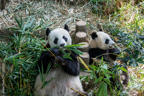Fototapeta Naklejka Na Ścianę i Meble -  the panda The giant panda 