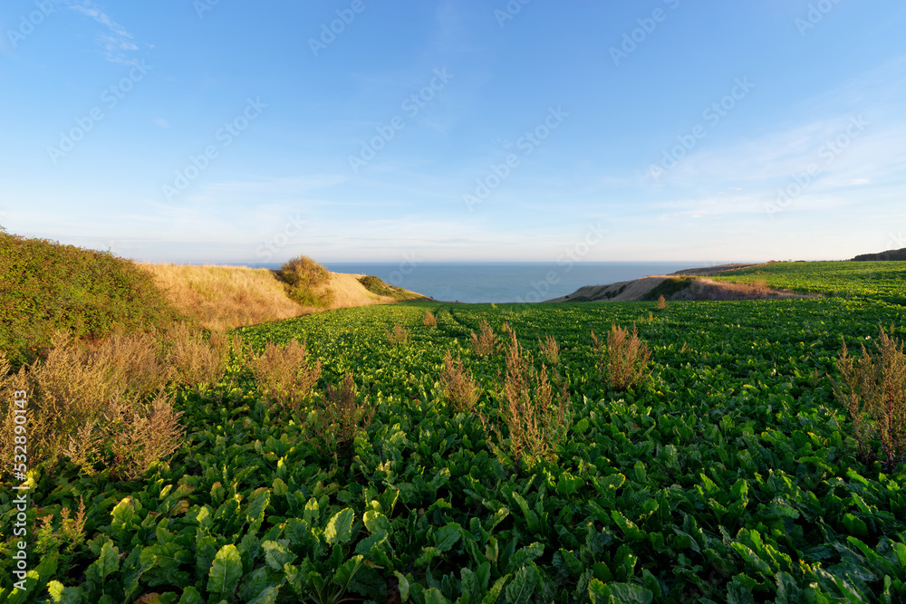 Agricultural fields in the Cliffs of Ault village in Picardy coast Agricultural fields in the Cliffs of Ault village in Picardy coast