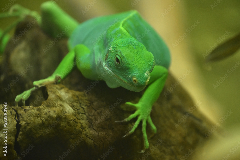 Stunning Look at Fiji Island Iguana on Rock Stunning Look at Fiji Island Iguana on Rock