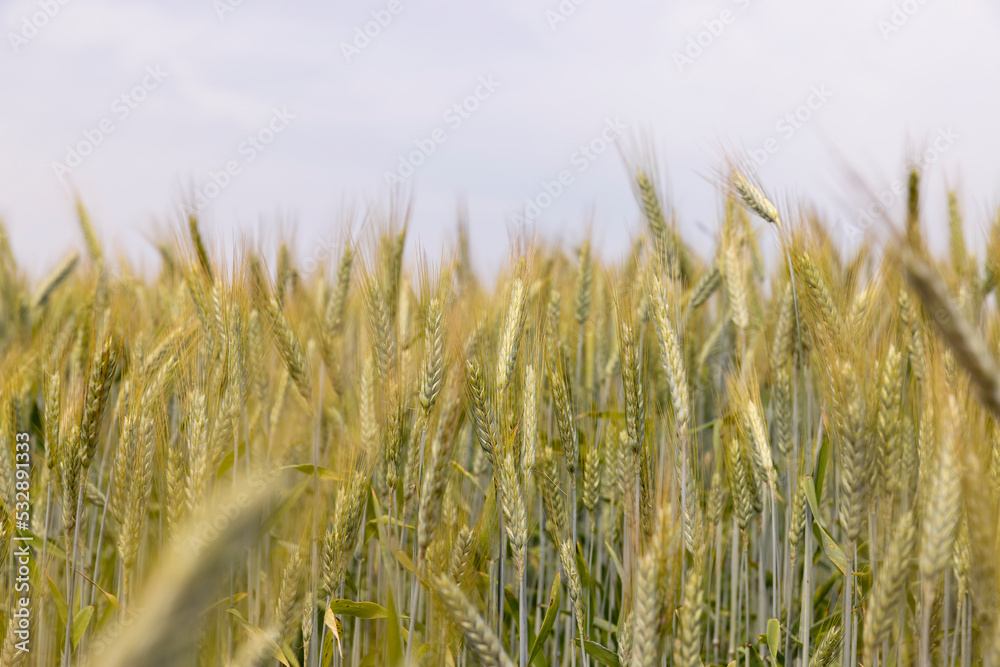 A field with unripe wheat in the summer season A field with unripe wheat in the summer season