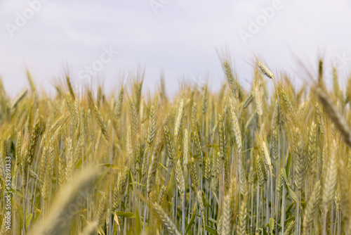 A field with unripe wheat in the summer season